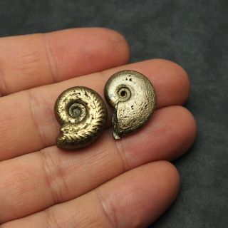 Hildoceras Osperlioceras 21 - 24mm Ammonite Pyrite Mineral Fossil Fossilien France