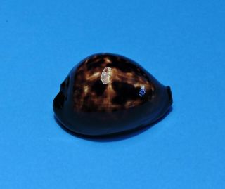Seashell Cypraea Decipiens 56.  2mm (004)