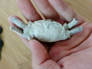 Rare Preciou Crab Fossil Specimen Madagascar Ae18