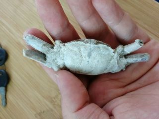Rare preciou Crab Fossil specimen Madagascar AE18 2