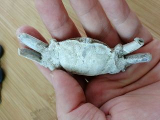 Rare preciou Crab Fossil specimen Madagascar AE18 3