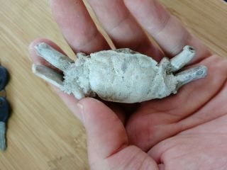 Rare preciou Crab Fossil specimen Madagascar AE18 4