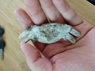 Rare preciou Crab Fossil specimen Madagascar AE18 5