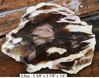 Nevada - Goose Creek Agatized Petrified Wood Slab -