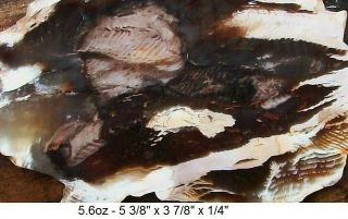 NEVADA - GOOSE CREEK AGATIZED PETRIFIED WOOD SLAB - 2