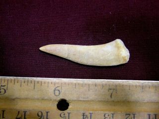 Saber Tooth Herring Fossil Tooth Enchodus Cretaceous 1.  5 Inch E15