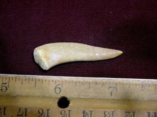 Saber tooth Herring fossil tooth Enchodus Cretaceous 1.  5 inch E15 2