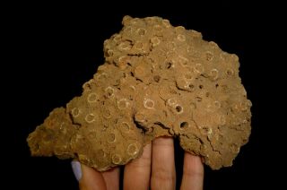 Dino: Xl Fossilized Coral Specimens,  Morocco 308 Grams.  Display