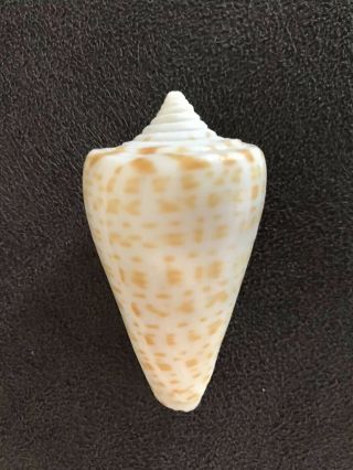 Conus Spurius,  Large Sea Shell From Pensacola Beach Florida,  65mm Alphabet Cone
