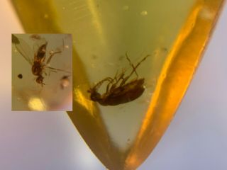 Unique Beetle&fly Burmite Myanmar Burmese Burma Amber Insect Fossil Dinosaur Age