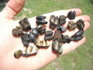 20 Colorful Fossil Deer Teeth Florida Fossils Tooth Jaw Bones Skull Horse Tapir