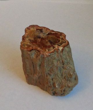 Polished Petrified Wood Branch With Bark 2 - 1/4 " Tall X 2 - 7/8” X 1 - 1/2” Item