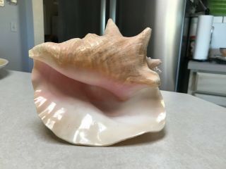 Large Pink Queen Conch Sea Shell 8 "