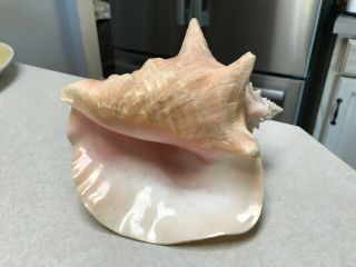 Large Pink Queen Conch Sea Shell 8 