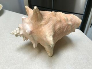 Large Pink Queen Conch Sea Shell 8 