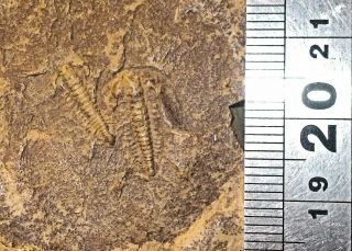 Rare Double Complete Ressetrops (richterops) Falloti: Lower Cambrian,  Morocco