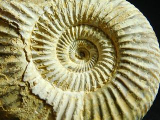 A Neat 100 Natural 200 Million Year Old White Ribbed Ammonite Fossil 84.  2gr E