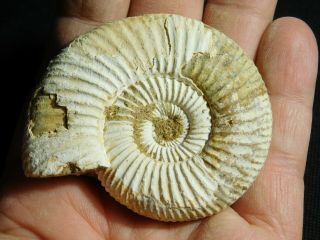 A Neat 100 Natural 200 Million Year Old WHITE Ribbed AMMONITE Fossil 84.  2gr e 2