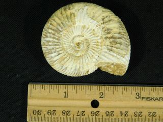 A Neat 100 Natural 200 Million Year Old WHITE Ribbed AMMONITE Fossil 84.  2gr e 3