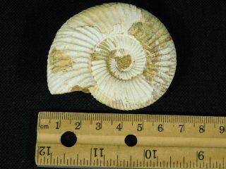 A Neat 100 Natural 200 Million Year Old WHITE Ribbed AMMONITE Fossil 84.  2gr e 4