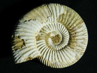 A Neat 100 Natural 200 Million Year Old WHITE Ribbed AMMONITE Fossil 84.  2gr e 5