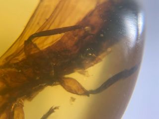 headless big unknown fly bug Burmite Myanmar Amber insect fossil dinosaur age 2