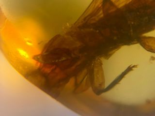 headless big unknown fly bug Burmite Myanmar Amber insect fossil dinosaur age 3