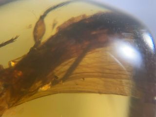headless big unknown fly bug Burmite Myanmar Amber insect fossil dinosaur age 5