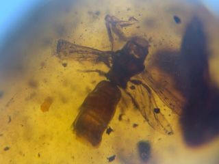 Incomplete Big Unknown Fly Bug Burmite Myanmar Amber Insect Fossil Dinosaur Age