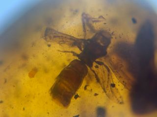 incomplete big unknown fly bug Burmite Myanmar Amber insect fossil dinosaur age 2