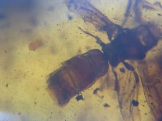 incomplete big unknown fly bug Burmite Myanmar Amber insect fossil dinosaur age 3