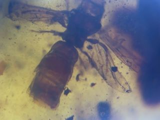 incomplete big unknown fly bug Burmite Myanmar Amber insect fossil dinosaur age 4