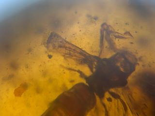 incomplete big unknown fly bug Burmite Myanmar Amber insect fossil dinosaur age 5