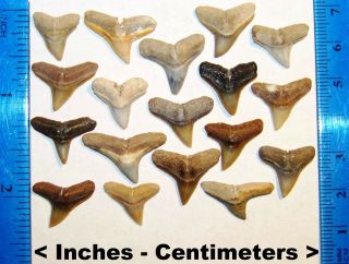 18 Jewelry Quality Miocene Epoch Florida Fossilized Bull Shark Teeth Tooth