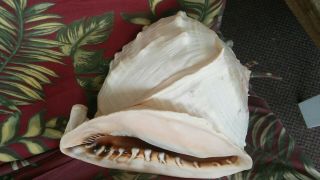 Extra Large King Helmet Conch Seashell Sea Shell 10 3/4 ”long 7 " Tall Over 4lbs