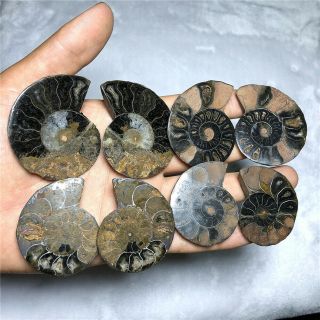 157.  6g Natural Black Cretaceous Ammonite Fossil Sliced Mineral Specimen F1455
