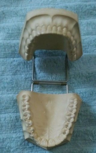 Vintage Set Of Columbia Dentoform Dental Teeth