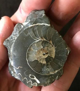 Gorgeous ammonites and leaf? fossil stone,  smooth,  very detailed 2