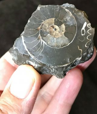 Gorgeous ammonites and leaf? fossil stone,  smooth,  very detailed 3