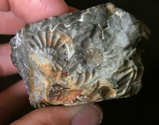 Gorgeous ammonites and leaf? fossil stone,  smooth,  very detailed 5