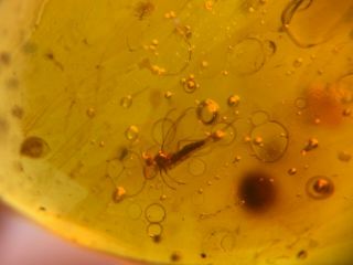Mosquito Fly&water Bubbles Burmite Myanmar Amber Insect Fossil Dinosaur Age