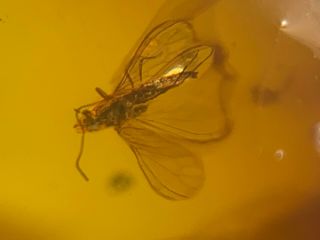 Uncommon Flying Fly Bug Burmite Myanmar Burmese Amber Insect Fossil Dinosaur Age