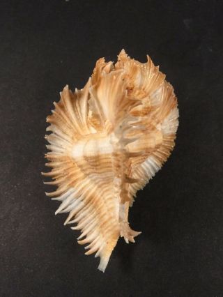 Pterynotus Miyokoae,  Philippines,  55,  2mm,  F,  Specimen
