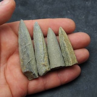4x Belemnite Acroelites Fossils Fossiles Fossilien France Mollusk