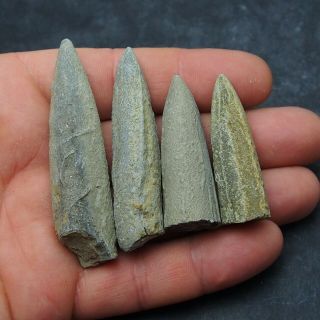 4x Belemnite Acroelites fossils fossiles Fossilien France Mollusk 2