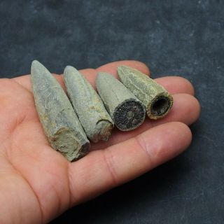 4x Belemnite Acroelites fossils fossiles Fossilien France Mollusk 3