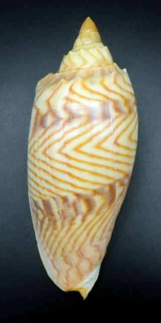 Pattern Voluta Amoria Jansae F,  117.  4 Mm Seashell Australia Ig