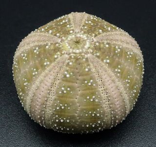Microcyphus Olivaceus 26.  7 Mm Philippines Sea Urchin