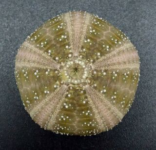 Microcyphus olivaceus 26.  7 mm Philippines sea urchin 2