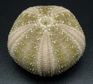 Microcyphus olivaceus 26.  7 mm Philippines sea urchin 3